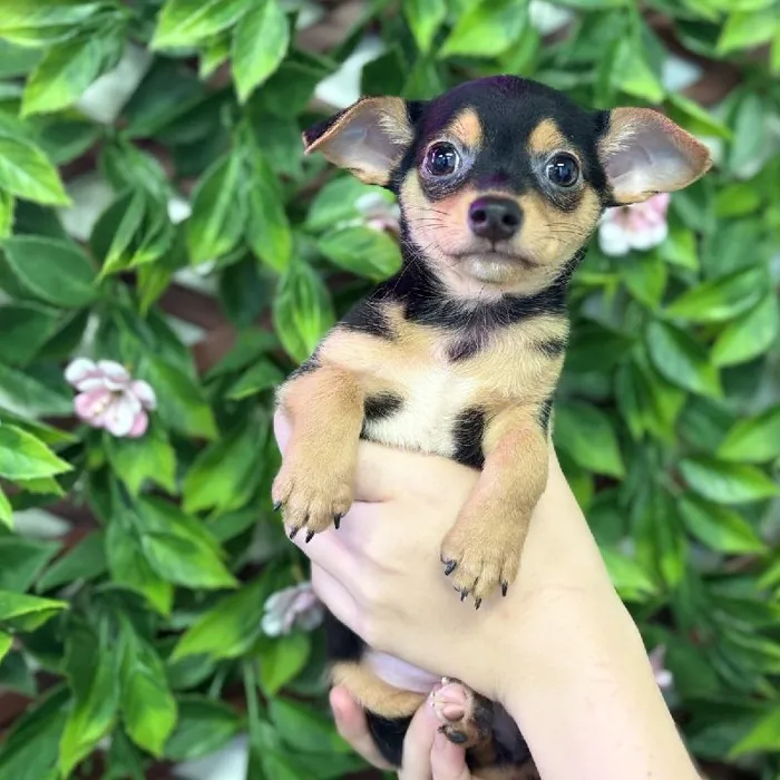 Male Chihuahua puppy named Pico for sale at San Jose Blvd.
