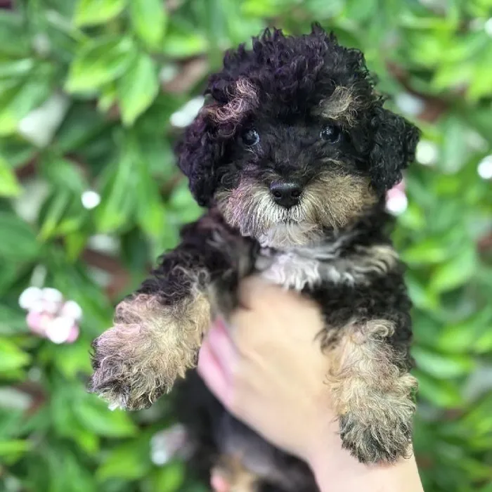 Male Toy Poodle puppy named Auburn for sale at San Jose Blvd.