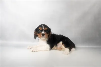 Male Cavalier King Charles Spaniel puppy for sale at Beach Blvd.