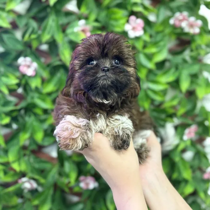 Female Shih Tzu puppy named Gigi for sale at San Jose Blvd.