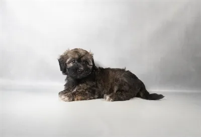 Female Havanese puppy for sale at San Jose Blvd.