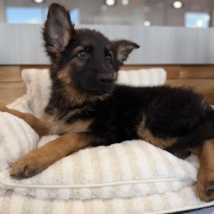 Male German Shepherd puppy named Bronco for sale at Beach Blvd.