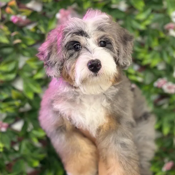 Female Mini Bernedoodle puppy named Molly for sale at San Jose Blvd.