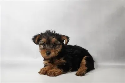 Female Yorkie puppy named Yoko for sale at San Jose Blvd.