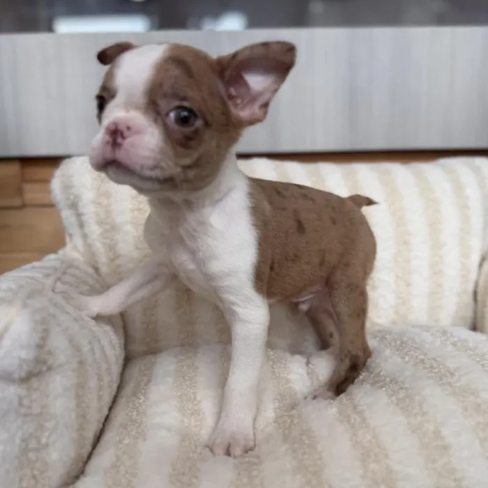 Male Boston Terrier puppy named Stitch for sale at Beach Blvd.
