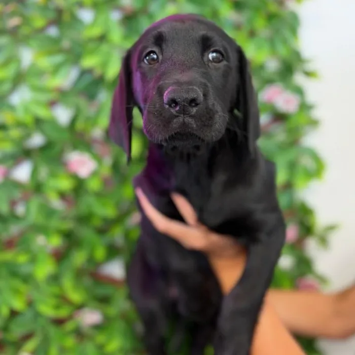 Male Labrador Retriever puppy named Dino for sale at San Jose Blvd.