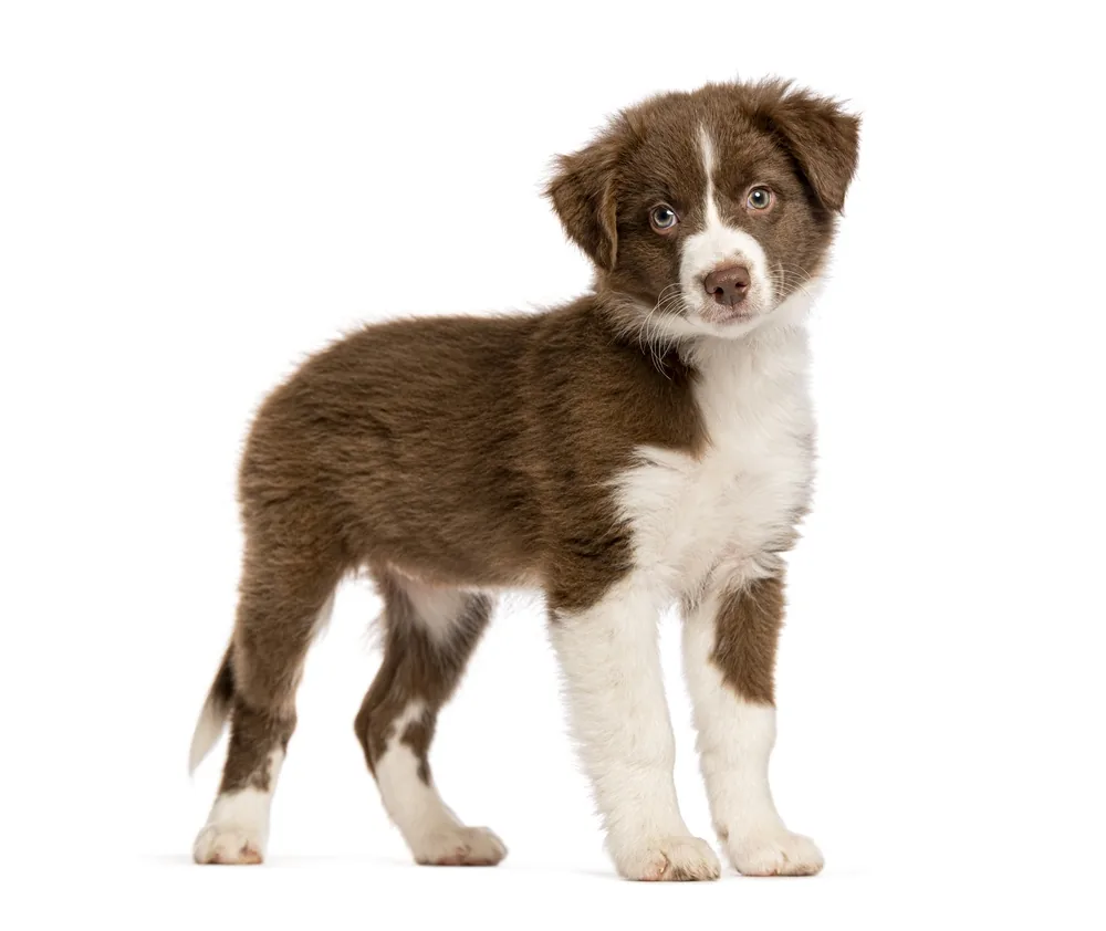 Brown and white puppy with pale blue-gray eyes standing and looking at the camera