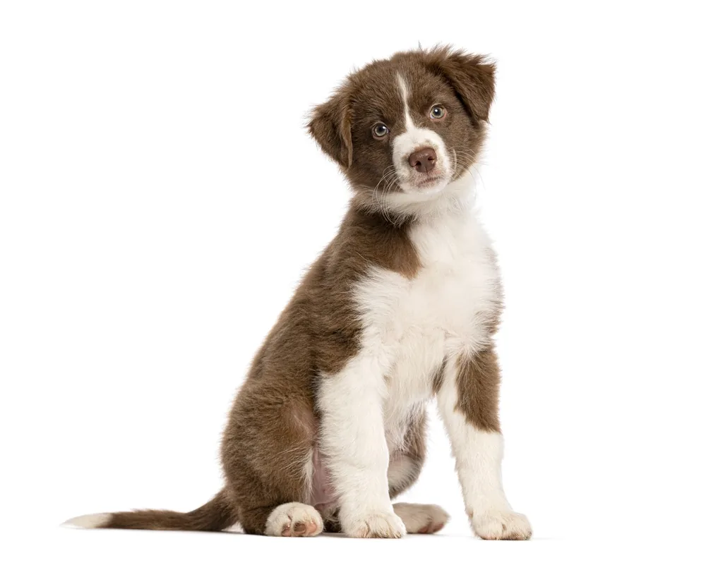 Brown and white puppy with pale blue-gray eyes sitting and tilting its head toward the camera